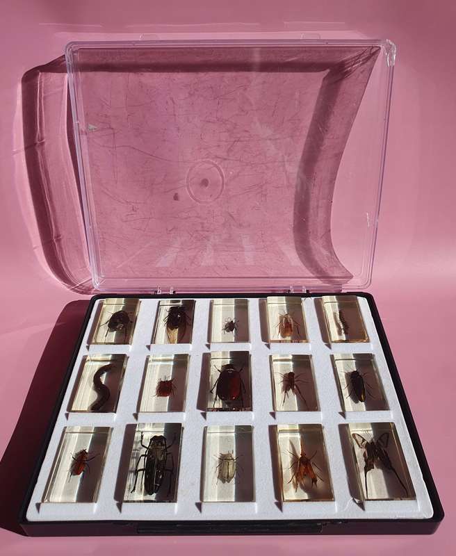 Large Collection of Genuine Insects in Resin with Case 15x