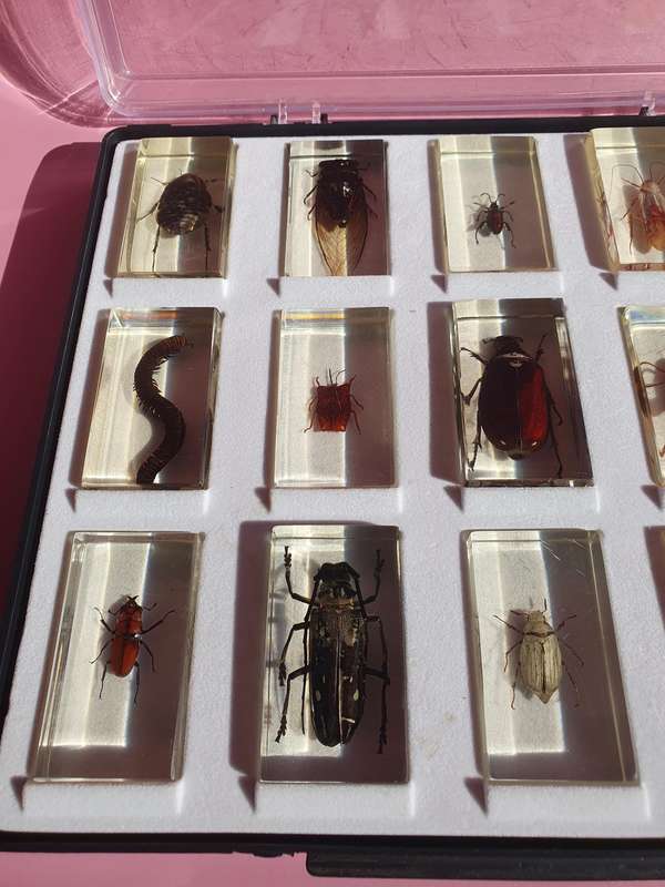 Large Collection of Genuine Insects in Resin with Case 15x