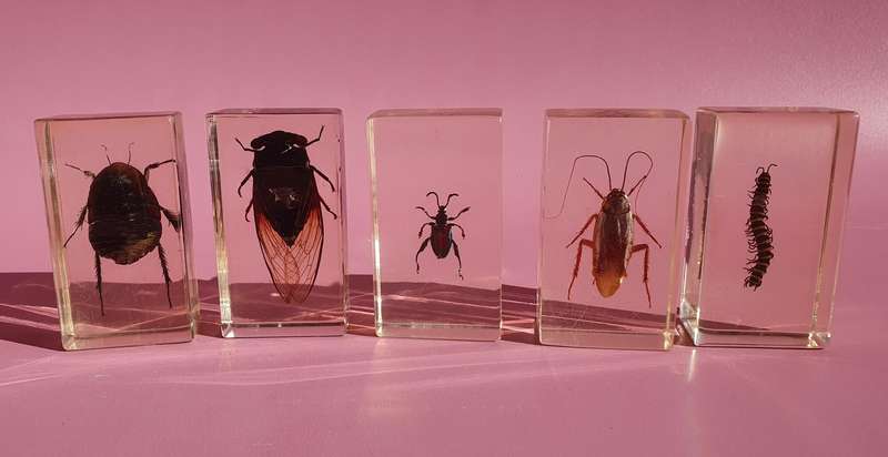 Large Collection of Genuine Insects in Resin with Case 15x