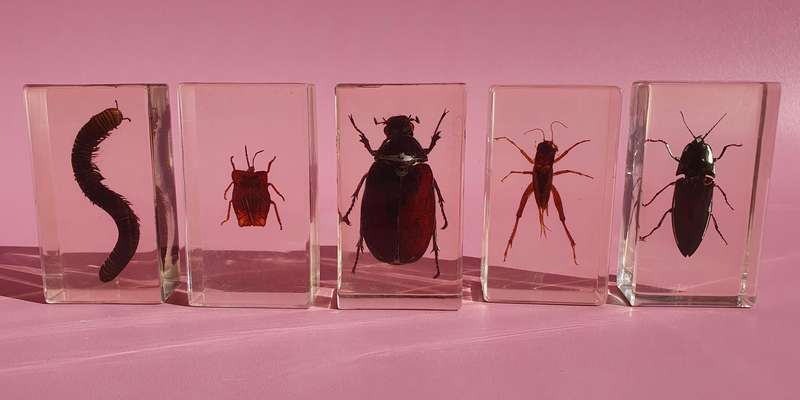 Large Collection of Genuine Insects in Resin with Case 15x