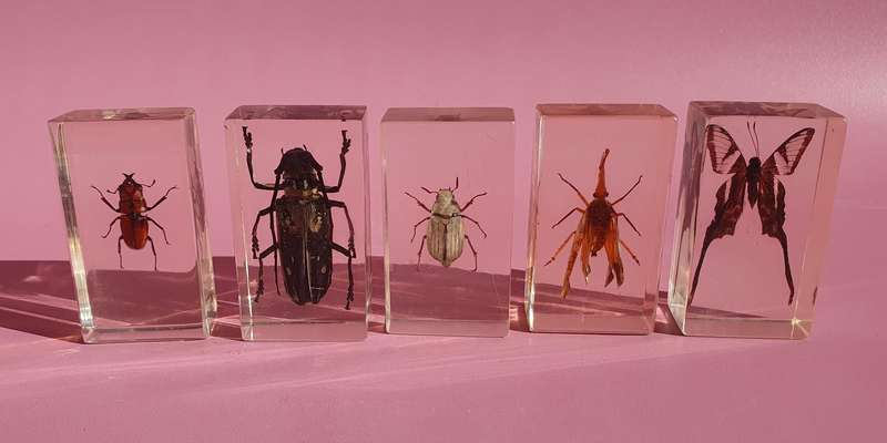 Large Collection of Genuine Insects in Resin with Case 15x