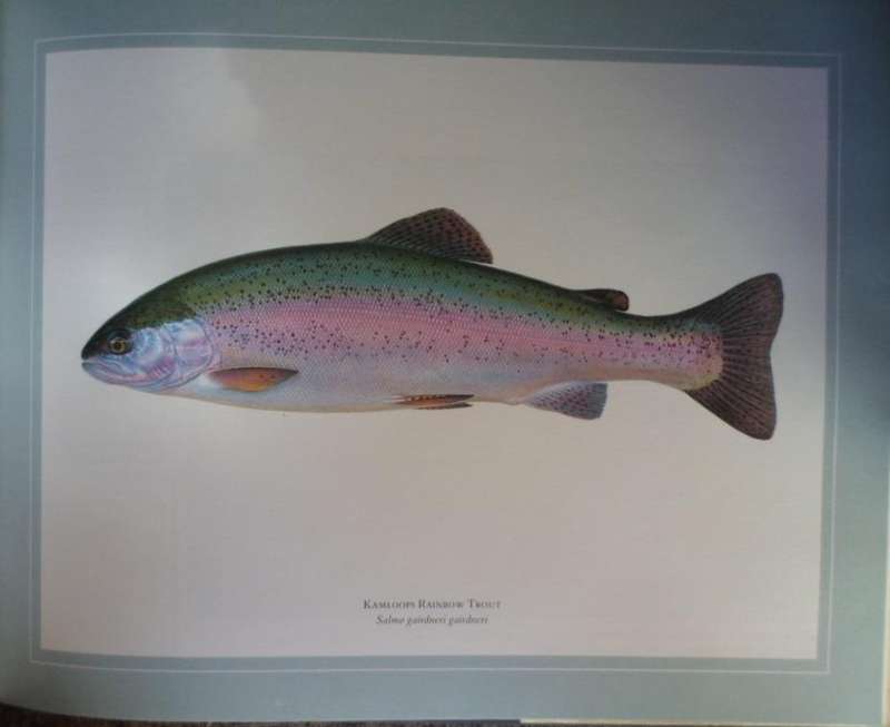 The Wild Trout. Sutterby & Greenhalgh.