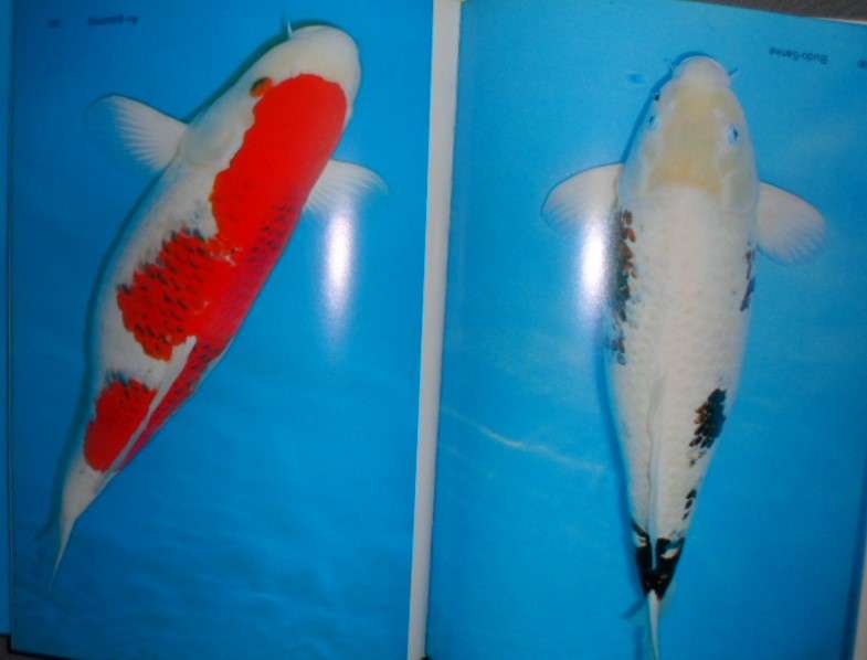 Manual of Nishikigoi - Takeo Kuroki. Koi.