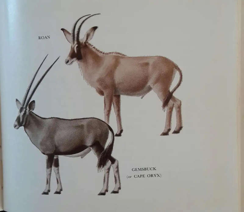 What Antelope is that? Paul Rose. Purnell pocket book.
