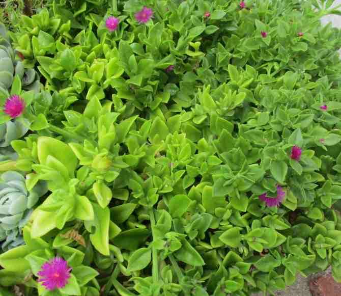 BABY SUN ROSES ( APTENIA CORDIFOLIA )   SUCCULENT - PURPLE FLOWERING  - TRAY WITH SIX ROOTED PLANTS