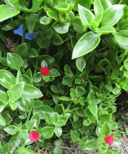BABY SUN ROSES ( APTENIA CORDIFOLIA )   SUCCULENT - RED / MAGENTA - TRAY WITH SIX ROOTED PLANTS