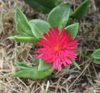 BABY SUN ROSES ( APTENIA CORDIFOLIA )   SUCCULENT - RED / MAGENTA - TRAY WITH SIX ROOTED PLANTS