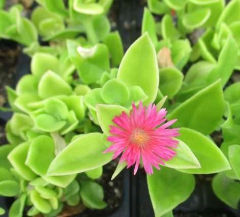 BABY SUN ROSES ( APTENIA CORDIFOLIA )   SUCCULENT - RED / MAGENTA - TRAY WITH SIX ROOTED PLANTS