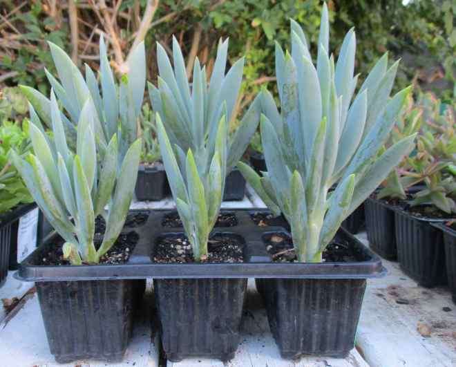 BLUE CHALK STICKS SUCCULENTS  - TRAY WITH SIX ROOTED PLANTS - SUCCULENT