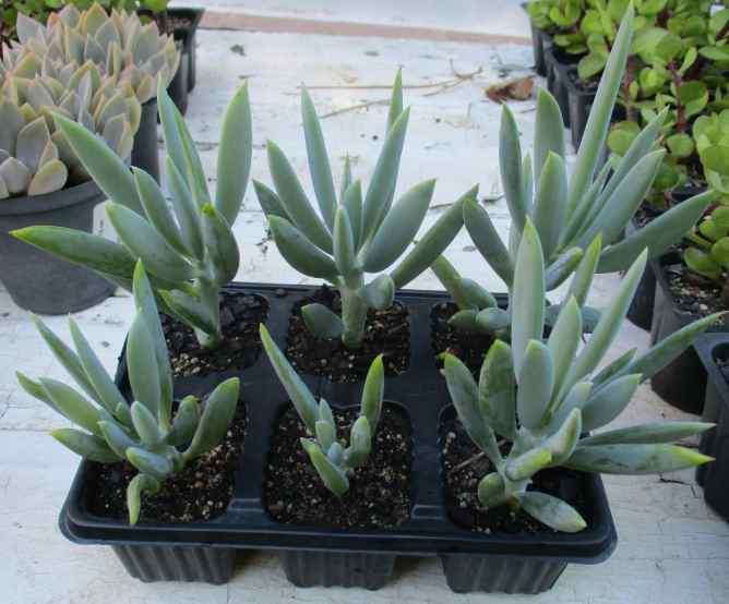 BLUE CHALK STICKS SUCCULENTS  - TRAY WITH SIX ROOTED PLANTS - SUCCULENT