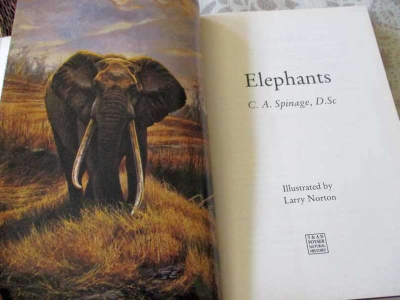 ELEPHANTS - CLIVE SPINAGE