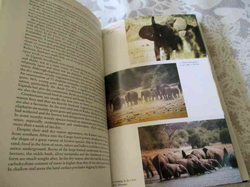 ELEPHANTS - CLIVE SPINAGE