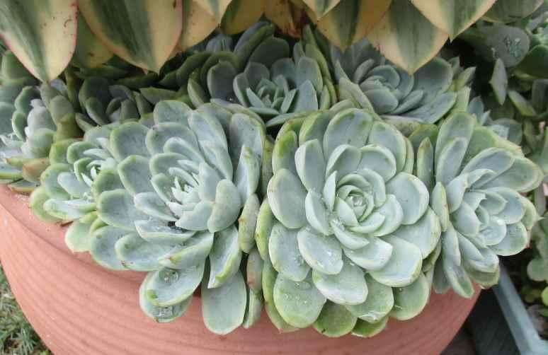 ECHEVERIA ELEGANS SUCCULENT - TRAY WITH 6 PLANTS  ( succulents )