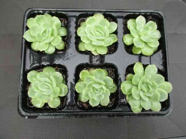 ECHEVERIA ELEGANS SUCCULENT - TRAY WITH 6 PLANTS  ( succulents )