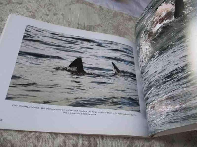 GREAT WHITES OF FALSE BAY SOUTH AFRICA - DIRK SCHMIDT