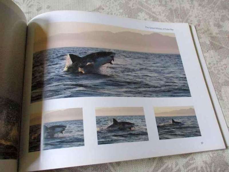 GREAT WHITES OF FALSE BAY SOUTH AFRICA - DIRK SCHMIDT