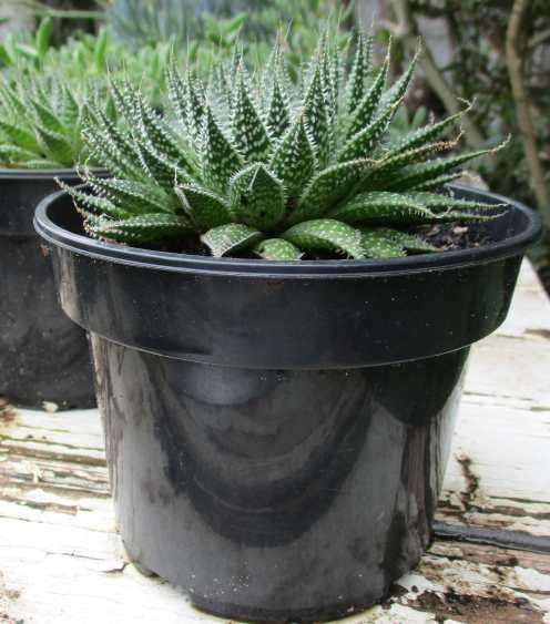 LACE ALOE - Aristaloe aristata   ( succulents )