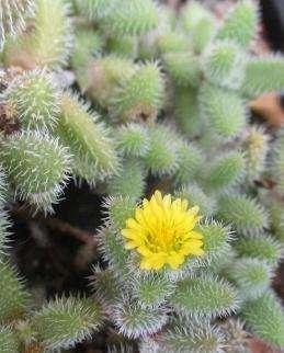 PICKLE SUCCULENT PLANT - DELOSPERMA ECHINATUM  ( succulents )
