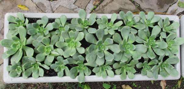 AEONIUM PINWHEEL SUCCULENTS - TRAY OF SIX