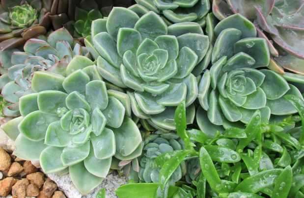 ROCK ROSES SUCCULENTS, TRAY WITH 6 PLANTS