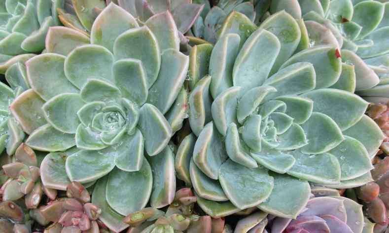 ROCK ROSES SUCCULENTS, TRAY WITH 6 PLANTS