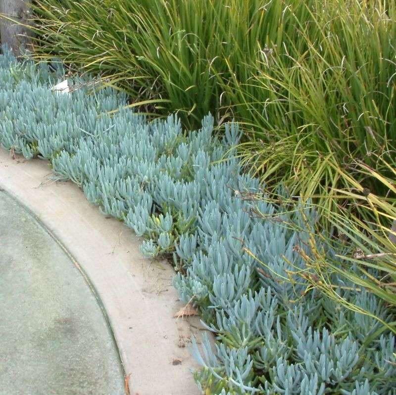 BLUE CHALK STICKS ( SENECIO )   - TRAY WITH SIX ROOTED PLANTS - SUCCULENTS