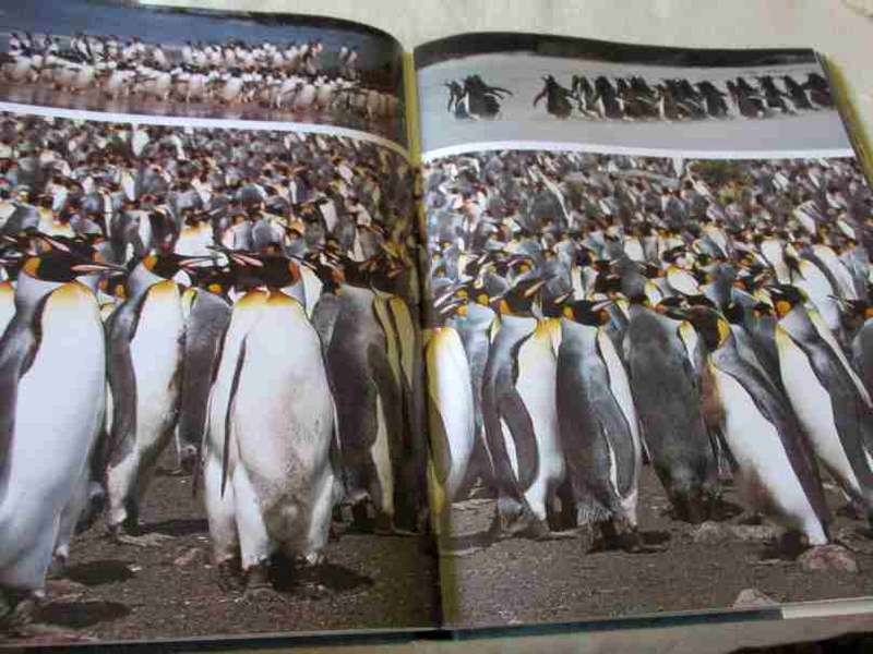 ANTARCTICA - NO SINGLE COUNTRY, NO SINGLE SEA - CREINA BOND & ROY SIEGFRIED & PETER JOHNSON