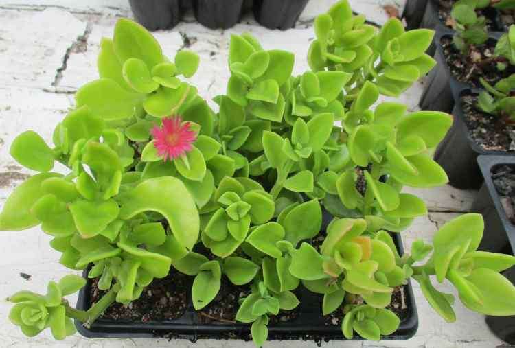 BABY SUN ROSES ( APTENIA CORDIFOLIA )   SUCCULENT - RED / MAGENTA - TRAY WITH SIX ROOTED PLANTS