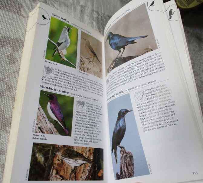 A PHOTOGRAPHIC GUIDE TO BIRDS OF SOUTHERN AFRICA - IAN SINCLAIR
