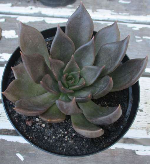 ' BLACK PRINCE ' ECHEVERIA  - SUCCULENT / SUCCULENTS