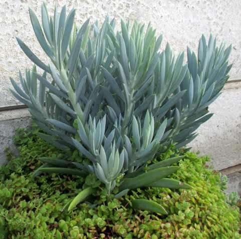 BLUE CHALK STICKS SUCCULENTS  - TRAY WITH SIX ROOTED PLANTS - SUCCULENT