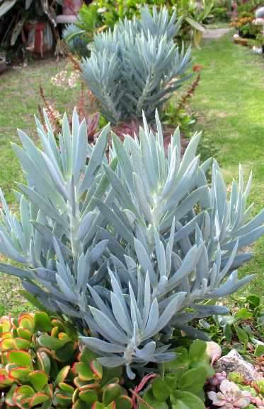 BLUE CHALK STICKS SUCCULENTS  - TRAY WITH SIX ROOTED PLANTS - SUCCULENT