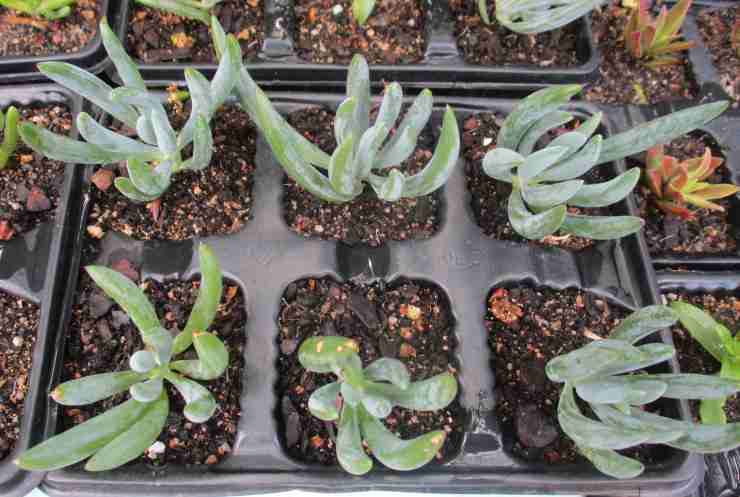 BLUE CHALK STICKS ( SENECIO )   - TRAY WITH SIX ROOTED PLANTS - SUCCULENTS