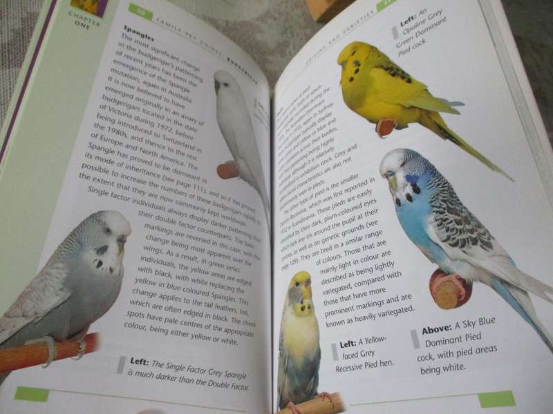 BUDGERIGAR - DAVID ALDERTON