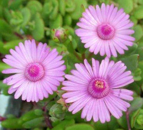 SANDSTONE VYGIE  ( OSCULARIA CEDARBERGENSIS ) - INDIGENOUS SUCCULENT - TRAY WITH 6 ROOTED PLANTS