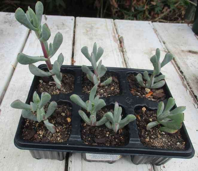 SANDSTONE VYGIE  ( OSCULARIA CEDARBERGENSIS ) - INDIGENOUS SUCCULENT - TRAY WITH 6 ROOTED PLANTS