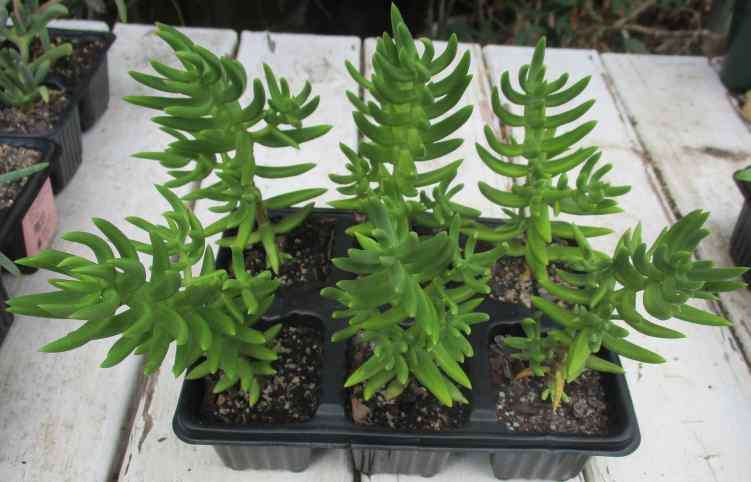 MINIATURE PINE ( CRASSULA TETRAGONA ) - INDIGENOUS SUCCULENT - TRAY WITH SIX PLANTS / SUCCULENTS