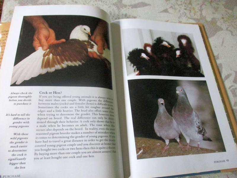FANCY PIGEONS - AAD RIJS