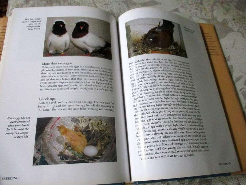 FANCY PIGEONS - AAD RIJS