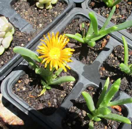 MALEPHORA  'GOLD ' VYGIE  - TRAY WITH SIX ROOTED PLANTS - SUCCULENT / SUCCULENTS / VETPLANTE