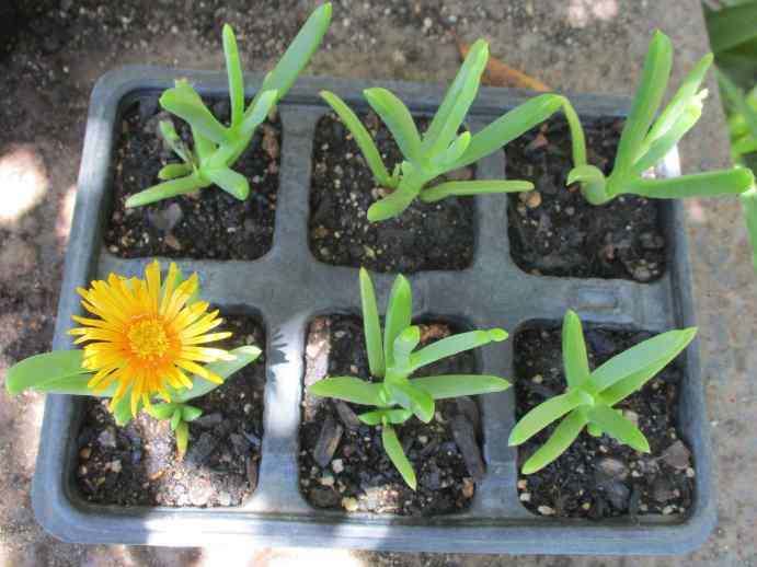 MALEPHORA  'GOLD ' VYGIE  - TRAY WITH SIX ROOTED PLANTS - SUCCULENT / SUCCULENTS / VETPLANTE