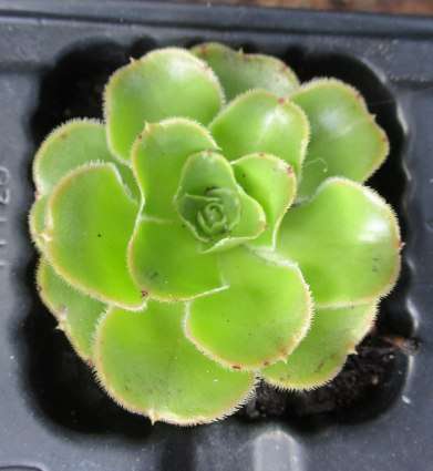 GREEN AEONIUM SUCCULENTS, TRAY WITH 6 PLANTS