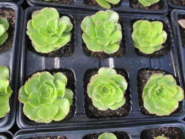 GREEN AEONIUM SUCCULENTS, TRAY WITH 6 PLANTS