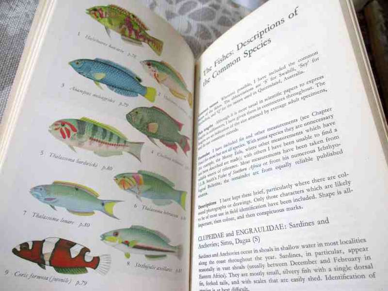 A GUIDE TO THE COMMON REEF FISHES OF THE WESTERN INDIAN OCEAN - K BOCK