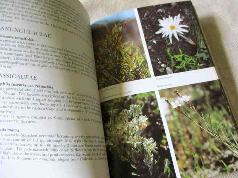 HOTTENTOTS HOLLAND TO HERMANUS - SOUTH AFRICAN WILD FLOWER GUIDE 5 - LEE BURMAN AND ANNE BEAN