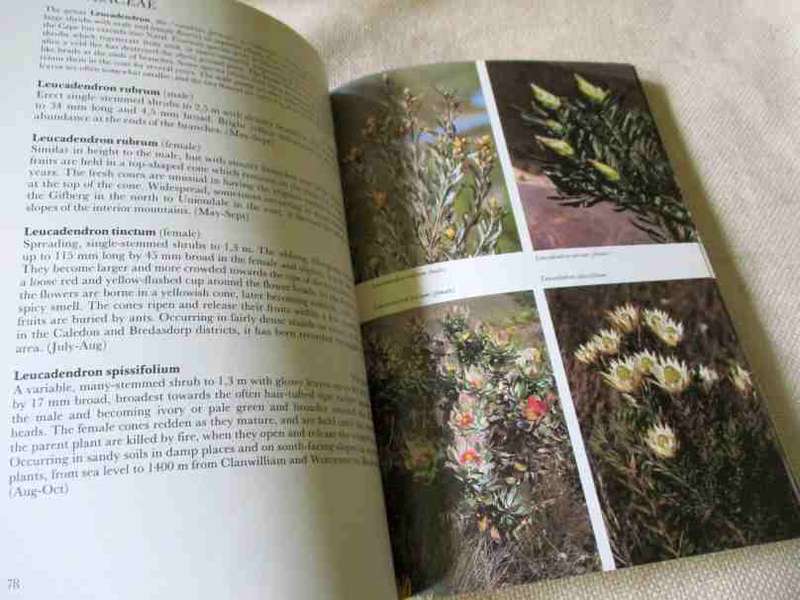 HOTTENTOTS HOLLAND TO HERMANUS - SOUTH AFRICAN WILD FLOWER GUIDE 5 - LEE BURMAN AND ANNE BEAN