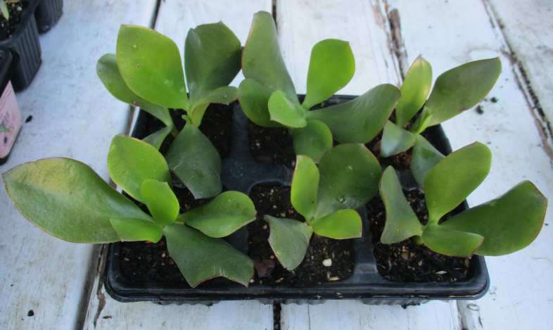 JADE  SUCCULENT , TRAY WITH 6 ROOTED SUCCULENTS