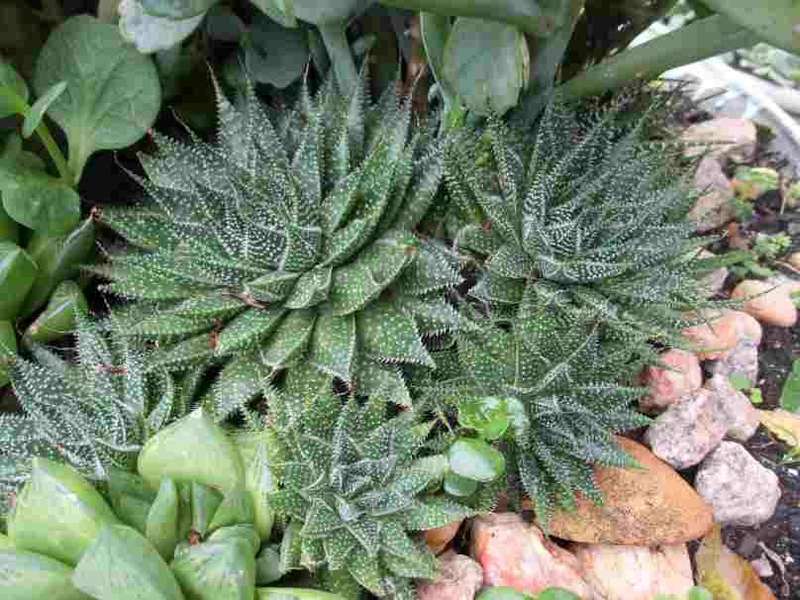 LACE ALOE - Aristaloe aristata   ( succulents )