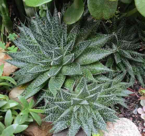LACE ALOE - Aristaloe aristata   ( succulents )