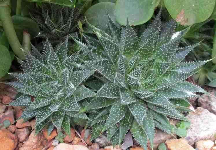 LACE ALOE - Aristaloe aristata   ( succulents )